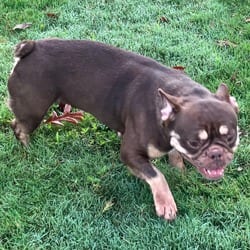 Photo of Dori, adoptable French Bulldog in Loxahatchee, Florida