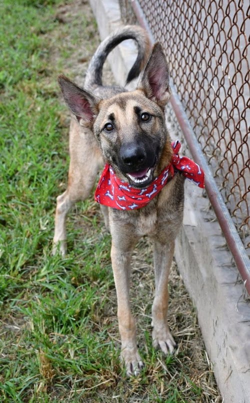 Photo of Colt - Located in Texas, adoptable Belgian Shepherd Malinois in Imlay City, Michigan