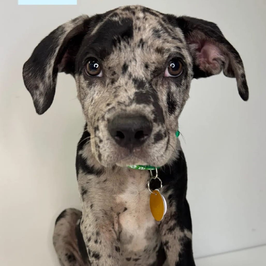 Photo of Beau, adoptable Mixed Breed (Medium) in St. Charles, Missouri