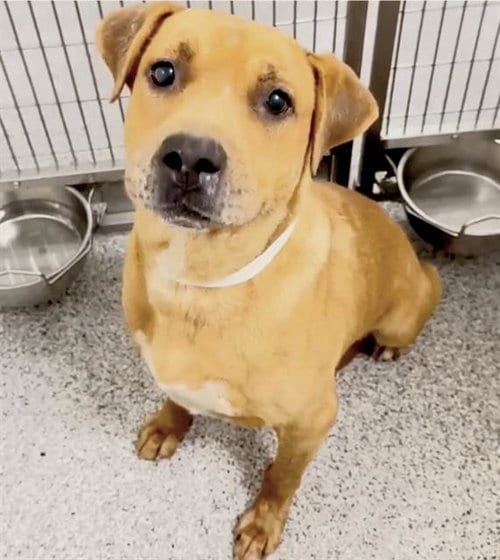 Photo of Mack, adoptable Labrador Retriever in Houston, Texas