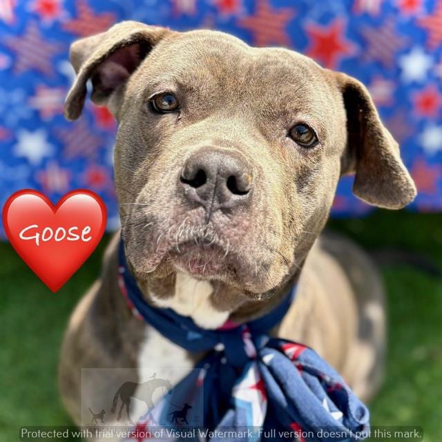 Photo of Goose, adoptable Pit Bull Terrier in Chicago Ridge, Illinois