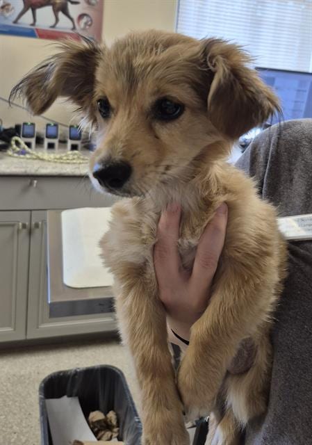 Photo of Lenora, adoptable Shetland Sheepdog Sheltie in Lodi, California
