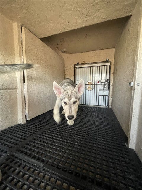 Photo of Stray Hold, adoptable Siberian Husky in Killeen, Texas