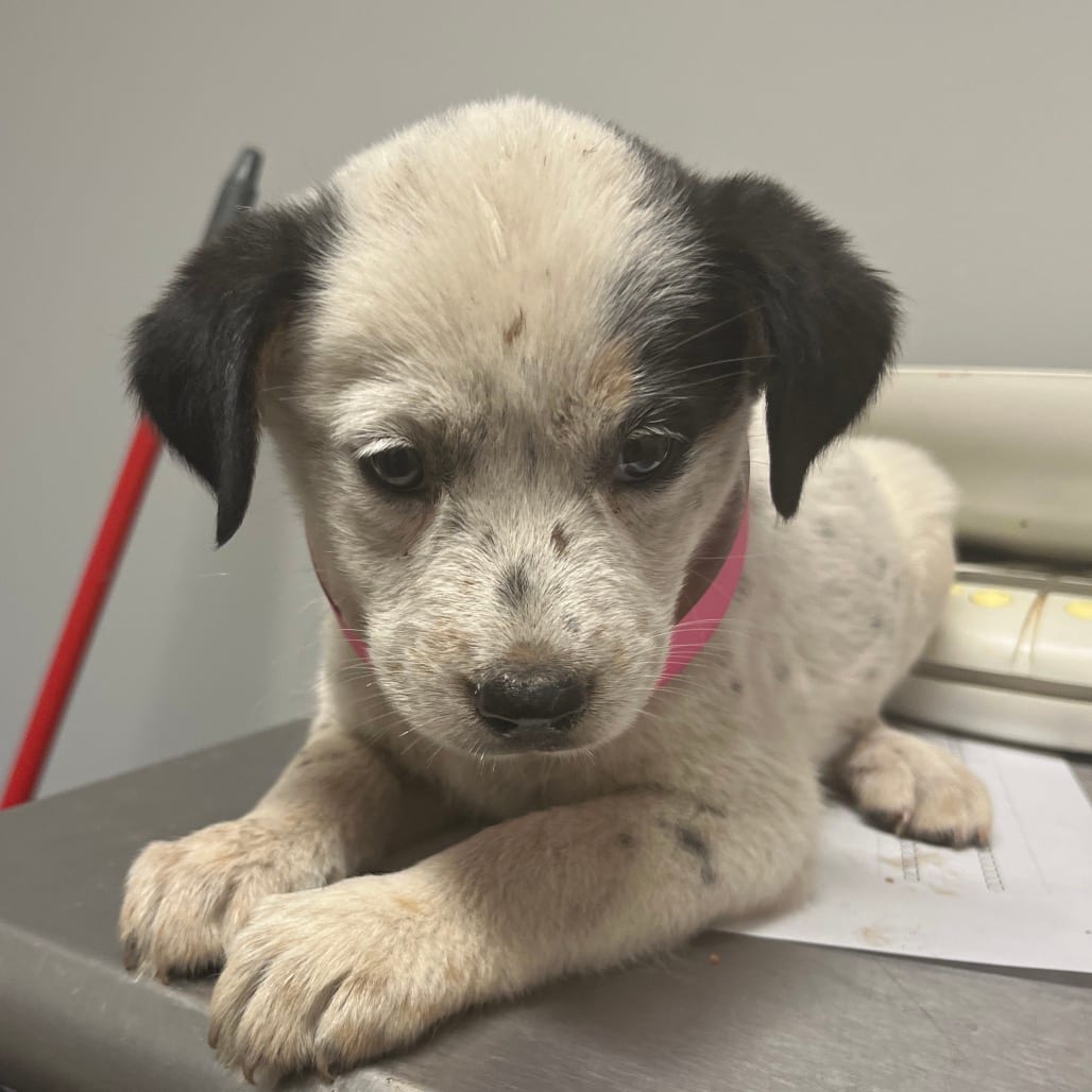 Photo of Puff, adoptable Mixed Breed (Small) in Chattanooga, Tennessee