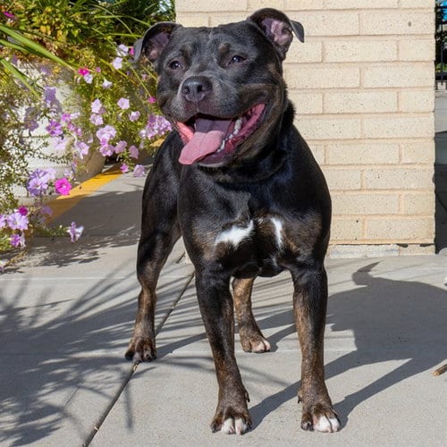 Photo of Smokey, adoptable Pit Bull Terrier in St Louis, Missouri