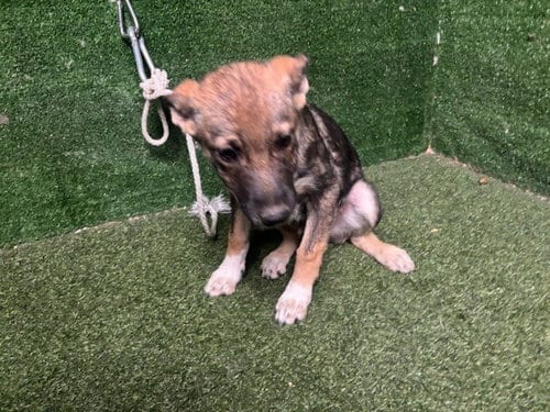 Photo of Teller, adoptable German Shepherd Dog in Lancaster, California