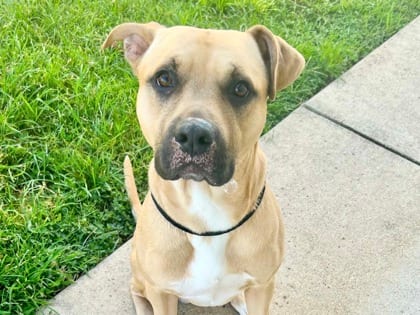 Photo of Kilo, adoptable dog in Georgetown, Texas