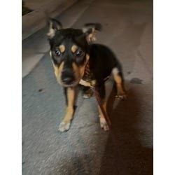 Photo of Mimi, adoptable Miniature Pinscher in Doral, Florida