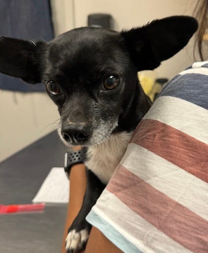 Photo of Krampus, adoptable Chihuahua, Short Coat/Mix in Farmington, New Mexico