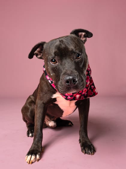 Photo of Stitch, adoptable dog in Atlanta, Georgia