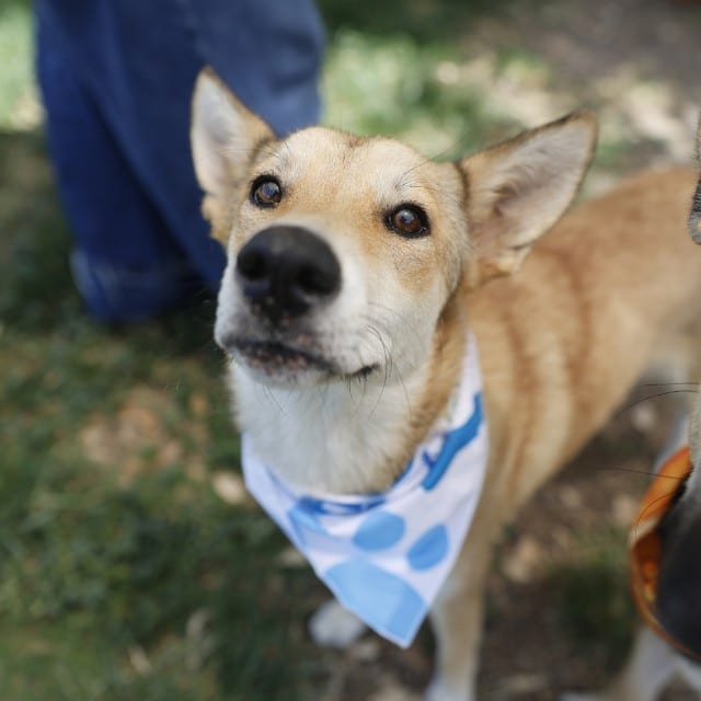 Photo of Lemon, adoptable dog in San Antonio, Texas