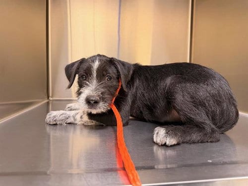 Photo of Trouble, adoptable German Wirehaired Pointer in Orange, California