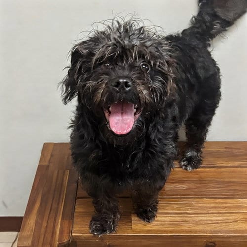Photo of Chanel, adoptable Poodle (Miniature) in Burlingame, California
