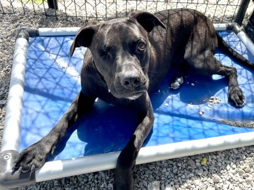 Photo of Romeo, adoptable Boxer in Bolivar, Missouri