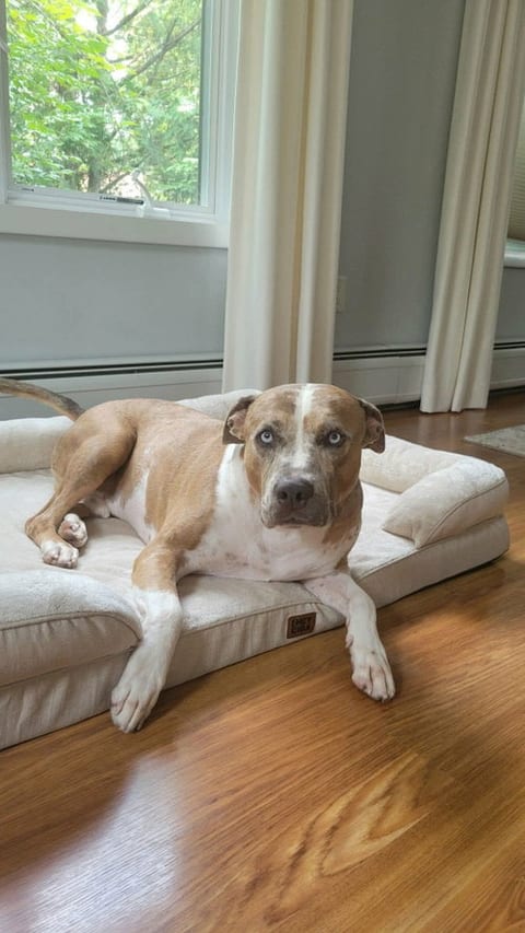 Dogs for Adoption in New Jersey — Page 7 | Every Dog's Chance