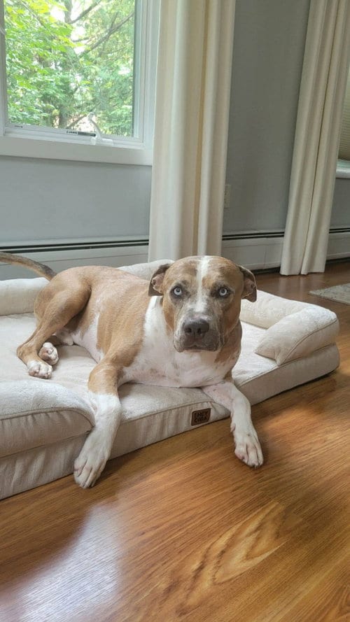 Photo of Rune, adoptable Pit Bull Terrier in Westwood, New Jersey
