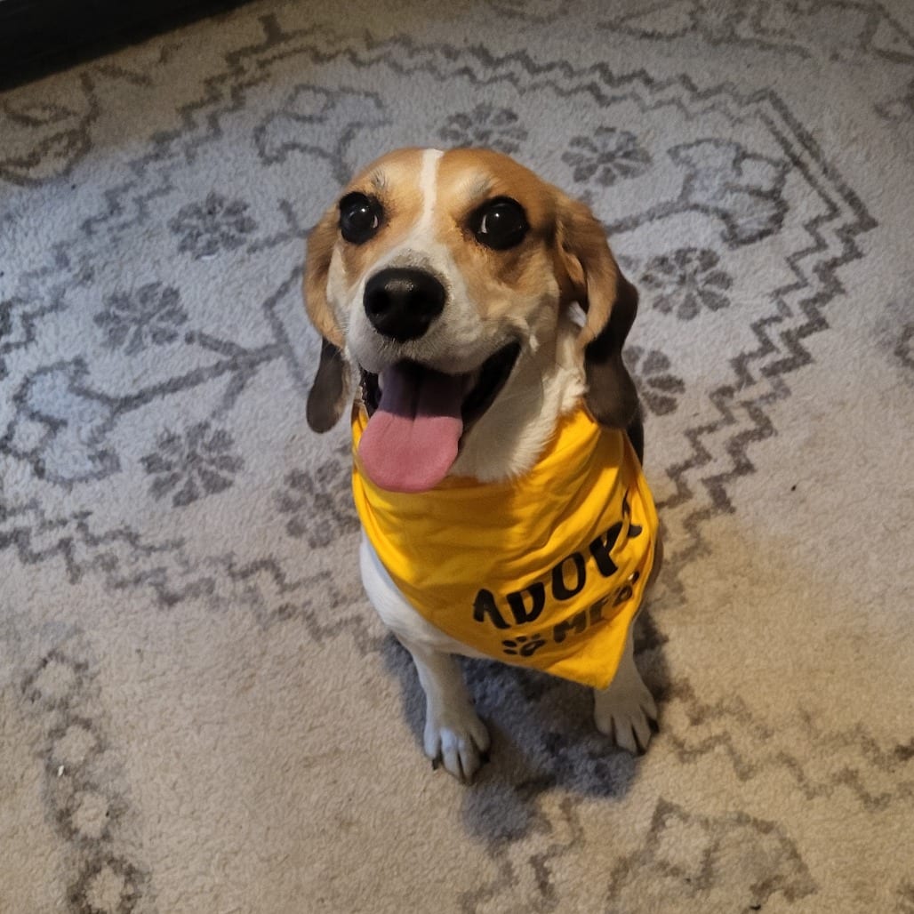 Photo of Brent, adoptable Mixed Breed (Medium) in Fredericksburg, Virginia