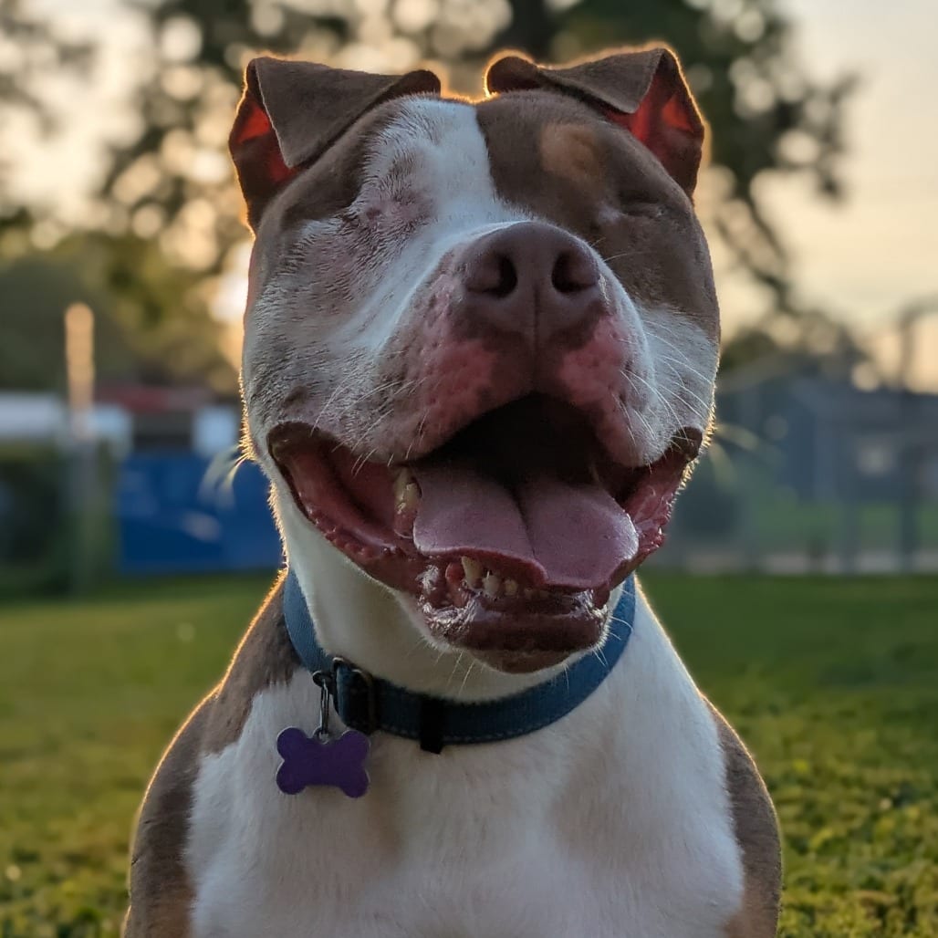 Photo of Balin, adoptable Terrier, Pit Bull in Des Moines, Iowa