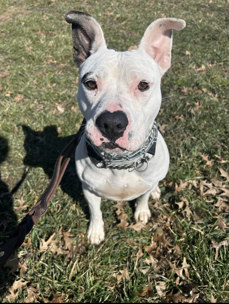 Photo of Ruby, adoptable Pit Bull Terrier in Linton, Indiana