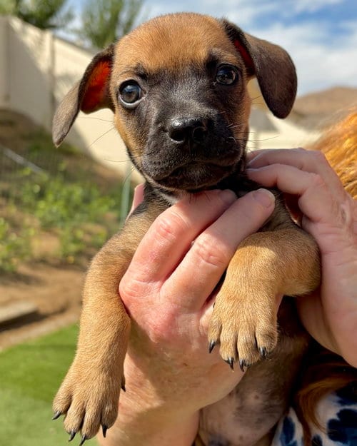 Photo of Pickles, adoptable French Bulldog in Corona, California