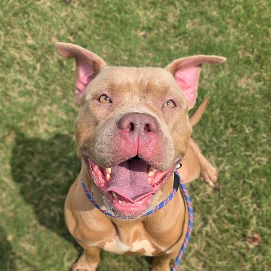 Photo of Darla, adoptable Pit Bull Terrier in Douglasville, Georgia