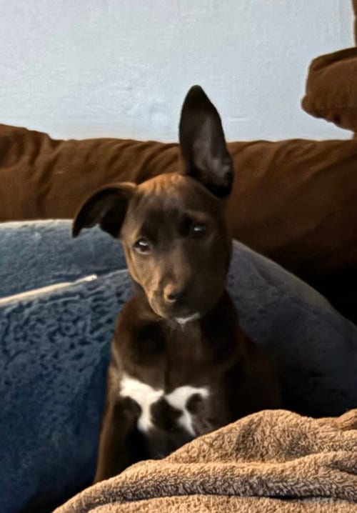 Photo of Harry (Harry Potter Litter), adoptable Labrador Retriever in Holly Springs, North Carolina