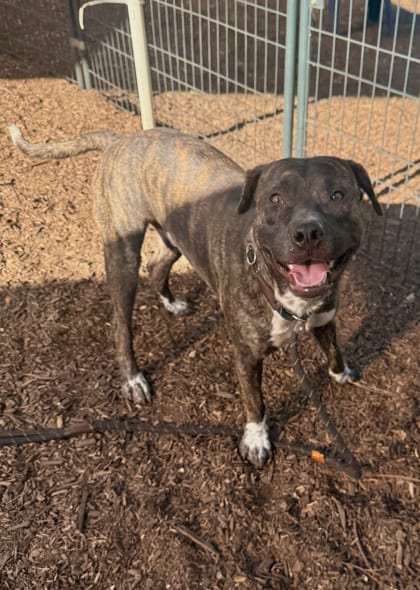 Photo of Burple, adoptable dog in Chamblee, Georgia