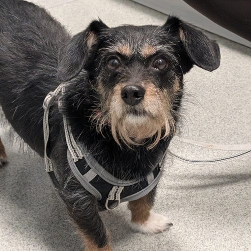 Photo of Lando, adoptable Yorkshire Terrier Yorkie in Wilmington, Delaware
