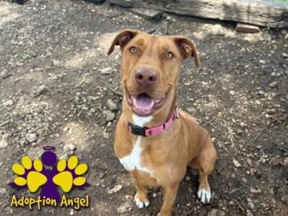 Photo of Derby, adoptable dog in Georgetown, Texas