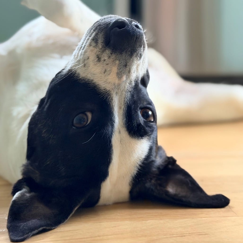 Photo of Peter Pan, adoptable Mixed Breed (Medium) in Chattanooga, Tennessee