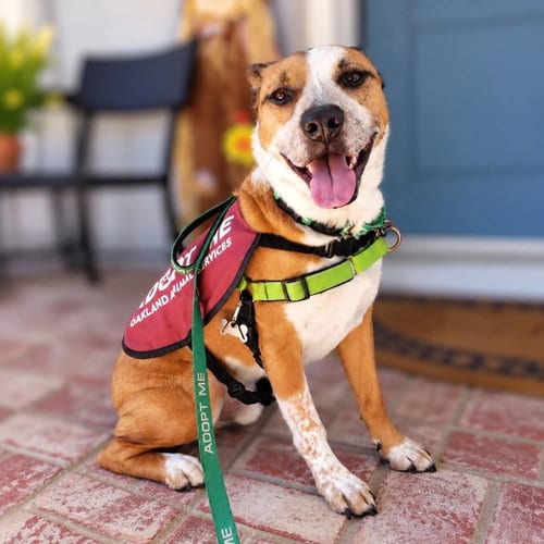 Photo of Archie, adoptable Unknown breed in Oakland, California