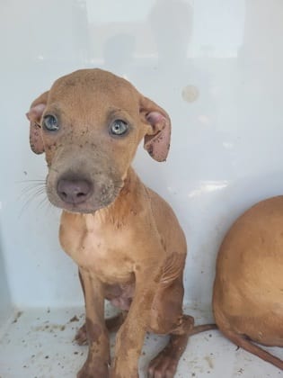 Photo of Brex, adoptable dog in Atlanta, Georgia