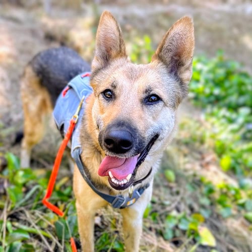 Photo of Petal, adoptable German Shepherd Dog in Oakland, California