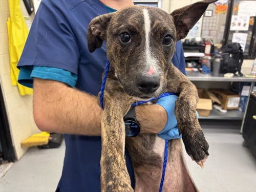 Photo of Rhea, adoptable Pit Bull Terrier in Waco, Texas