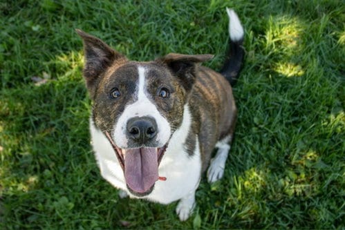 Photo of Lex, adoptable Shepherd in AUSTIN, Minnesota