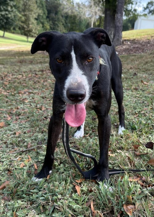 Photo of Colton, adoptable Labrador Retriever in Attalka, Alabama