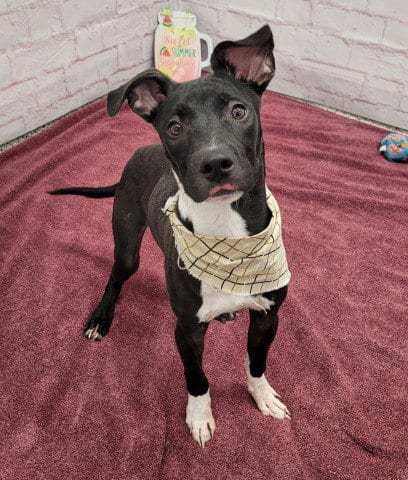Photo of Donald, adoptable Pit Bull Terrier in Detroit, Michigan