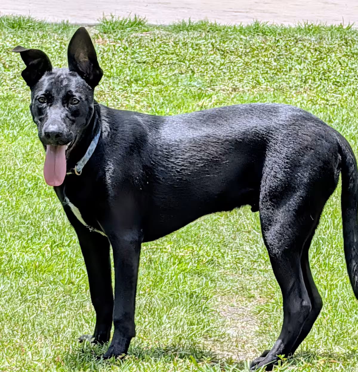Photo of Cash, adoptable German Shepherd Dog Labrador Retriever in Jesup, Georgia
