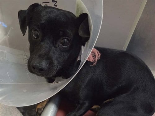 Photo of Bowser, adoptable Terrier in Martinez, California
