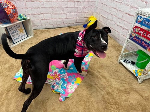 Photo of Jade Jasmine, adoptable Pointer in Detroit, Michigan