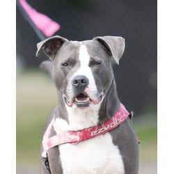 Photo of Azul, adoptable Mixed Breed (Medium) in Port St. Joe, Florida