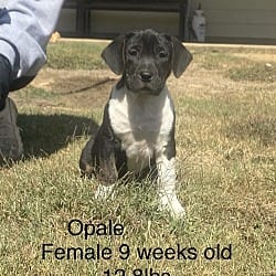 Photo of Oaple, adoptable Boxer Labrador Retriever in Norfolk, Massachusetts