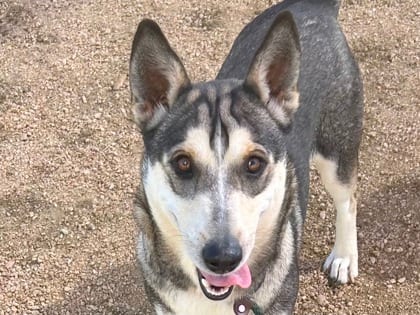 Photo of Richie, adoptable dog in Georgetown, Texas