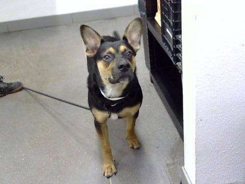 Photo of Paco, adoptable German Shepherd Dog in Mesa, Arizona