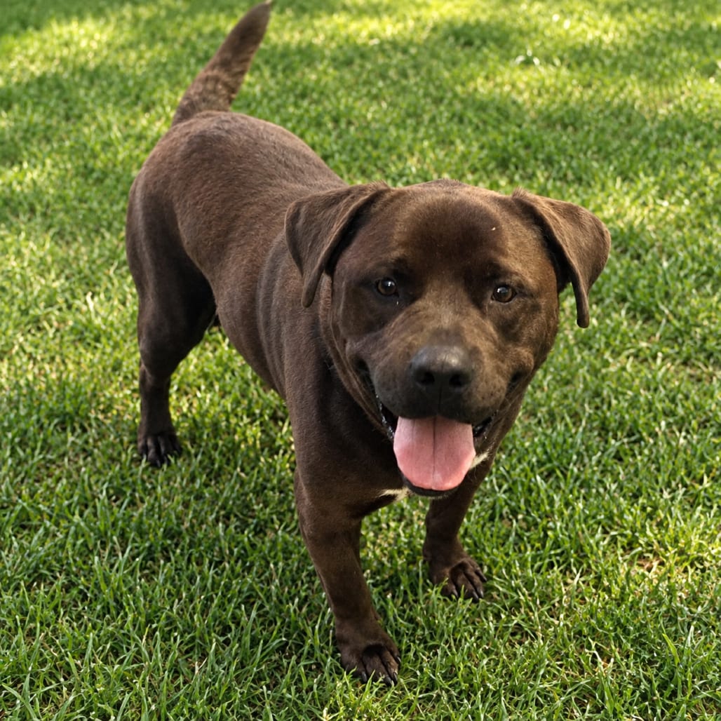 Photo of Bear, adoptable Rottweiler / Terrier, Pit Bull in Greensboro, North Carolina