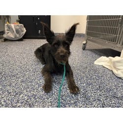 Photo of Kobe, adoptable Terrier (Unknown Type, Medium) in Jurupa Valley, California