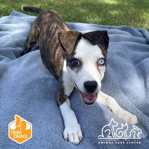Photo of Elvira, adoptable Pit Bull Terrier in Irvine, California