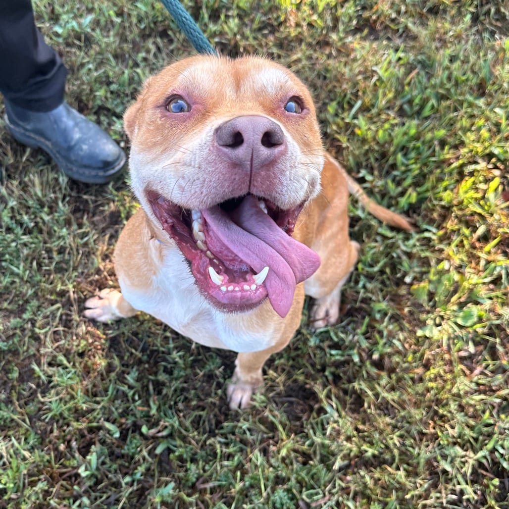 Photo of Carver, adoptable Mixed Breed (Medium) in Chattanooga, Tennessee
