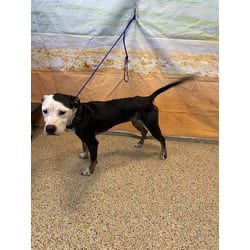 Photo of Oreo, adoptable Terrier (Unknown Type, Medium) in Doral, Florida