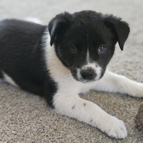Photo of Meeny, adoptable Australian Cattle Dog/Blue Heeler in Fargo, North Dakota